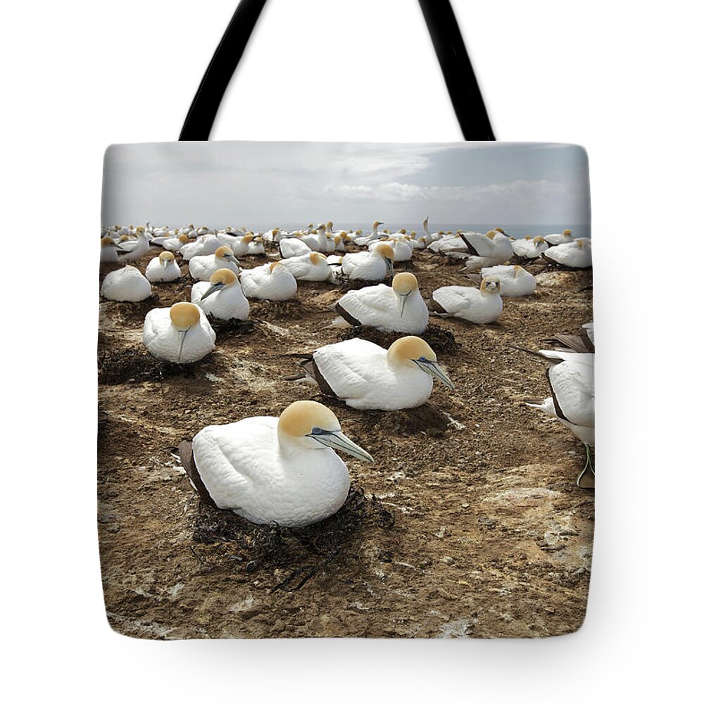 Animal Themes Tote Bag featuring the photograph Gannet Colony by Sven Klerkx