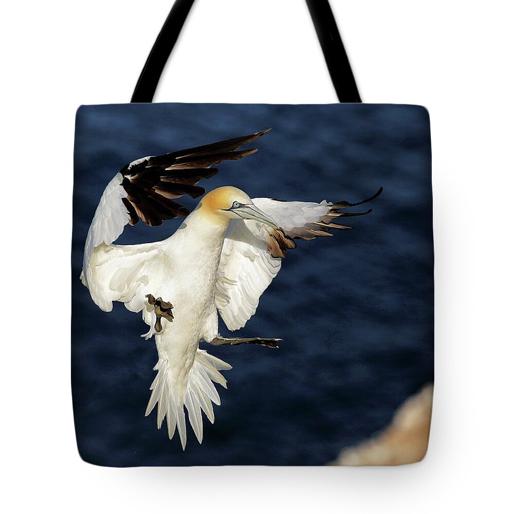 Bird Tote Bag featuring the photograph Gannet landing Troup-Head by Grant Glendinning