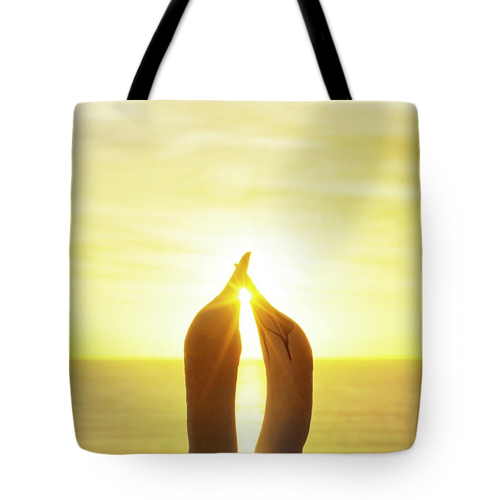 Care Tote Bag featuring the photograph Gannets Greeting Each Other Between by Jason Hosking