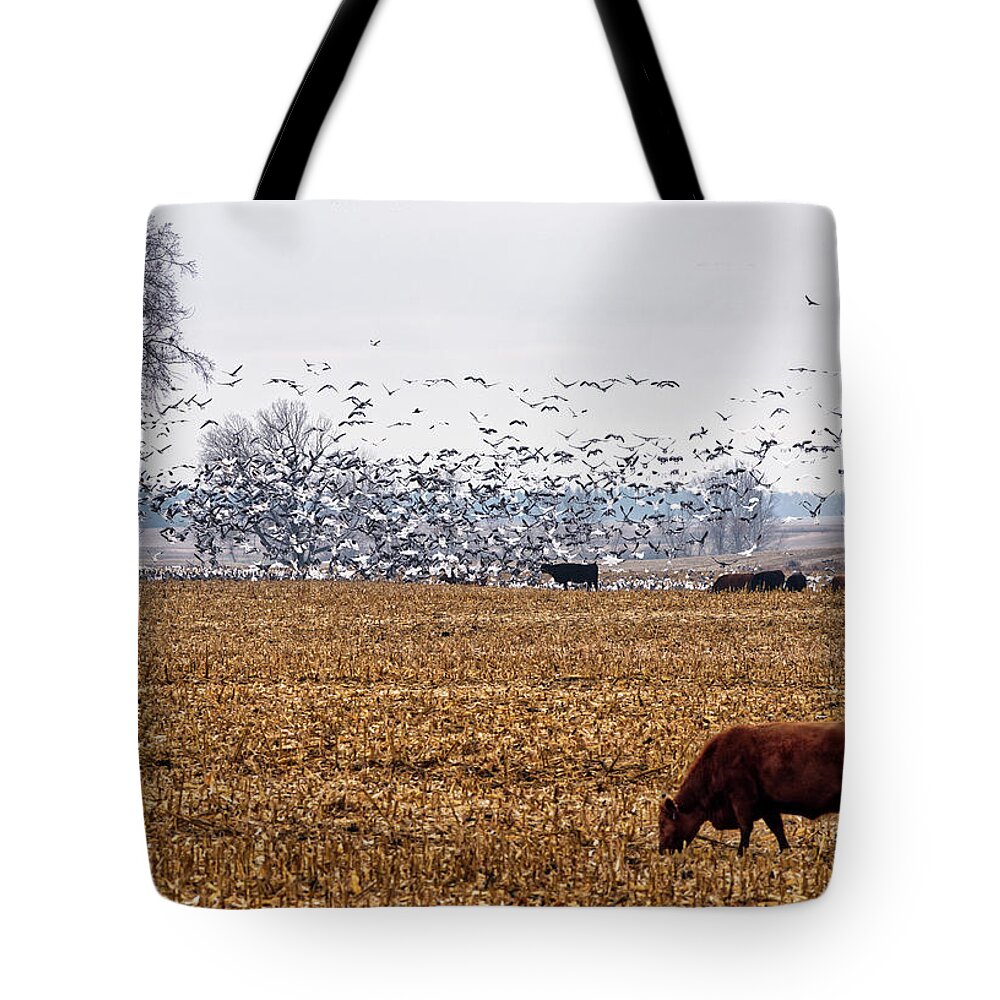 Goose Geese Cattle Simmental Snow Hunting Corn Stubble Field Farm Nd North Dakota Lesser Snow Goose Waterfowl Pasture Scenic Landscape Horizontal Autumn Fall Migration Flock Tote Bag featuring the photograph Geese and Cattle Grazing in a ND Corn Field by Peter Herman