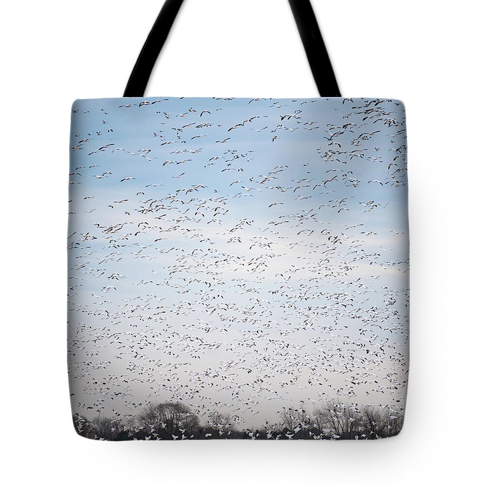 Annapolis Tote Bag featuring the photograph Geese in the Flyway by Mark Duehmig