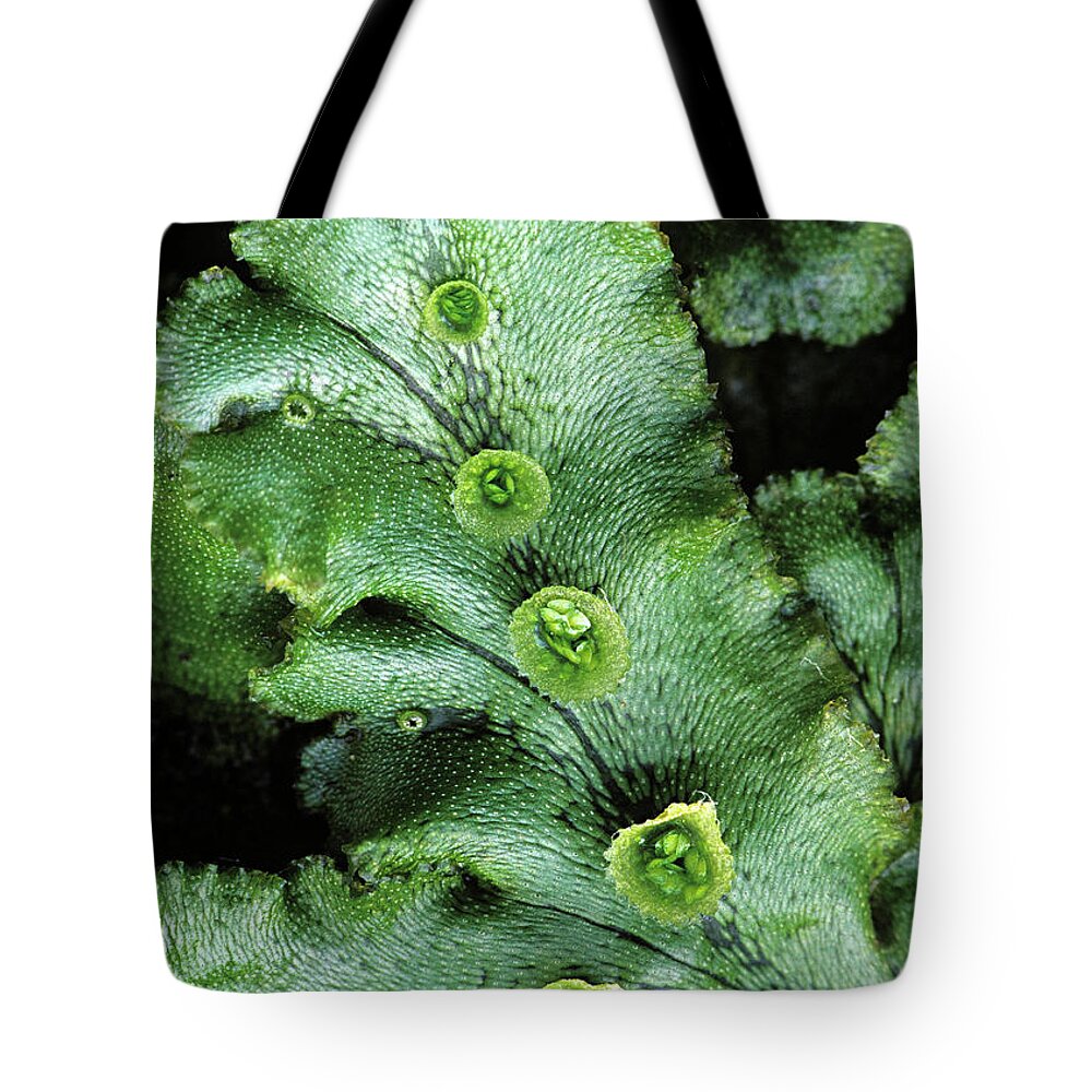 Reproductive Organ Tote Bag featuring the photograph Gemmae Cups, Liverwort, Marchantia by Ed Reschke
