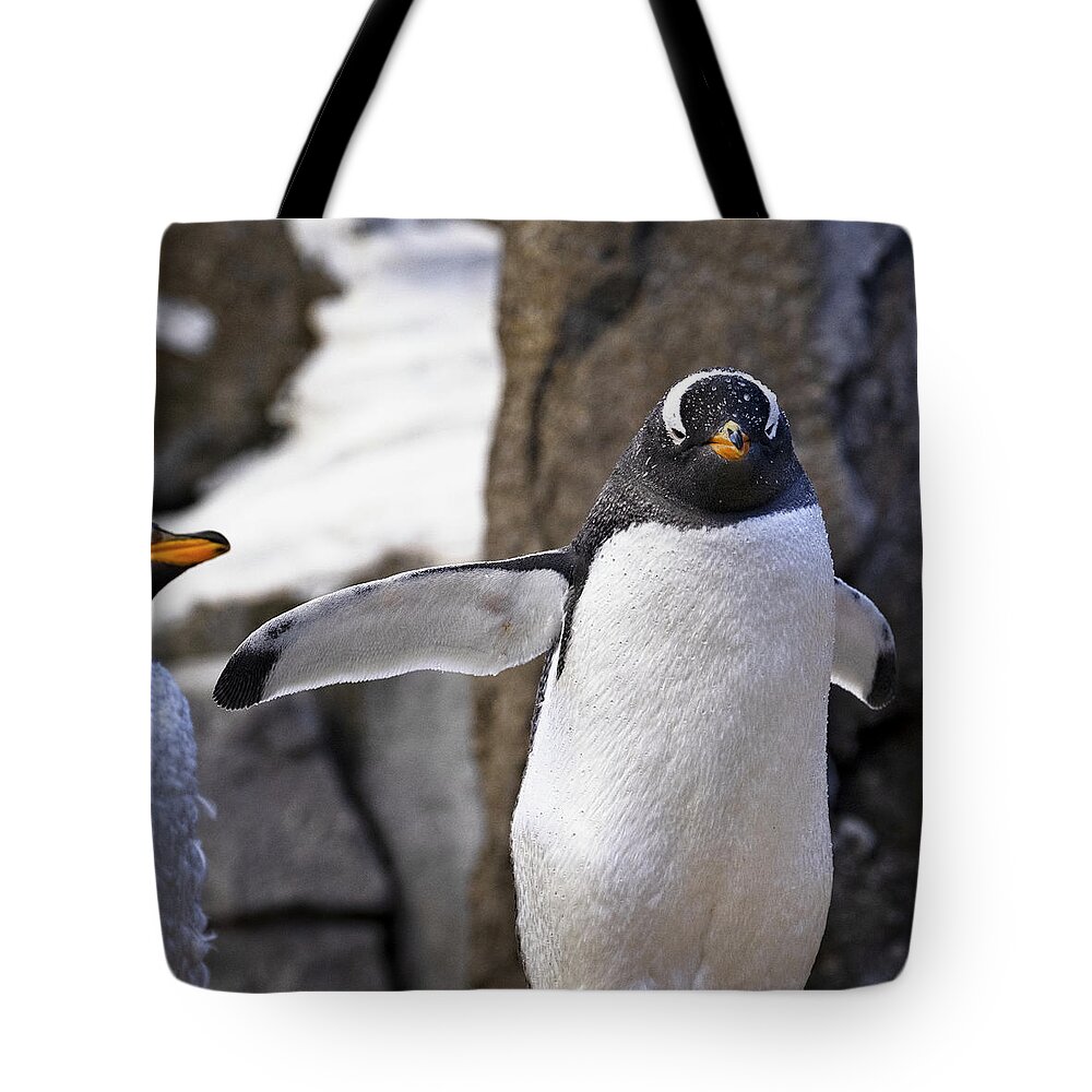 Penguin Tote Bag featuring the photograph Gentoo Penguin by Catherine Reading