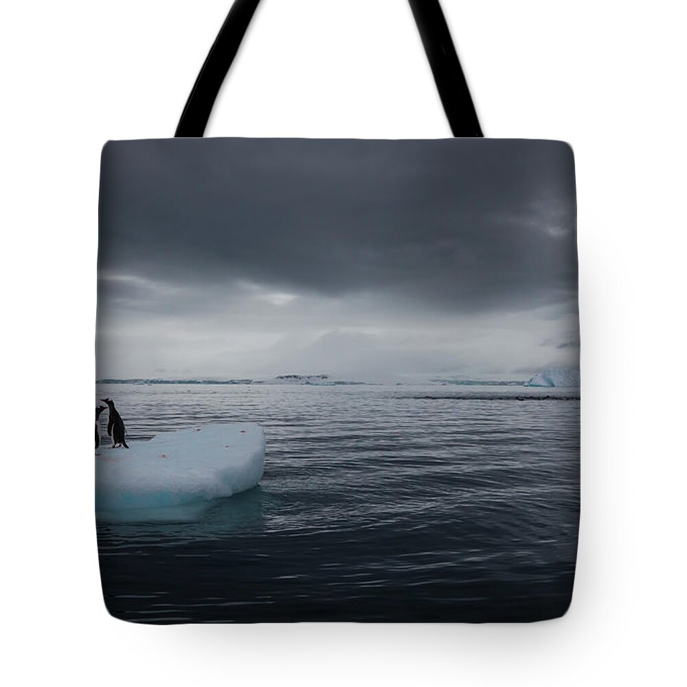 Vertebrate Tote Bag featuring the photograph Gentoo Penguins On An Iceberg by Mint Images - Art Wolfe