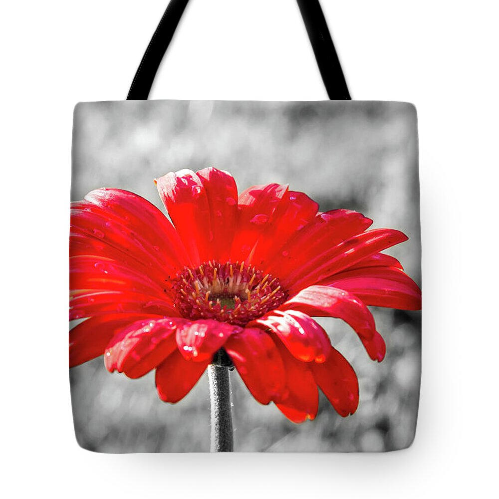 Dawn Richards Tote Bag featuring the photograph Gerbera Daisy Color Splash by Dawn Richards