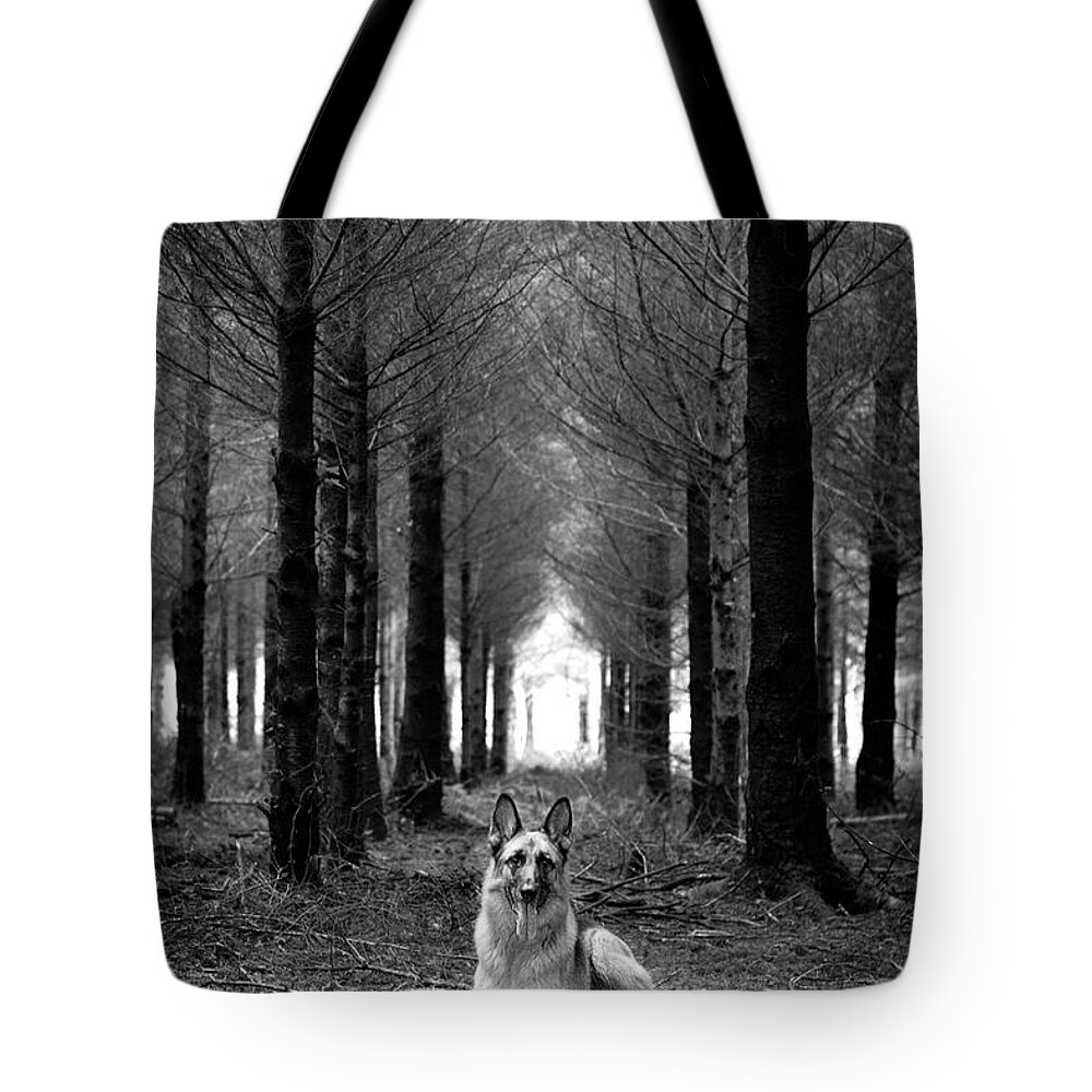 Pets Tote Bag featuring the photograph German Shepherd Dog Sitting Down In by Adam Hirons Photography