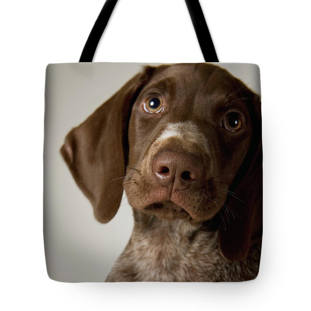Pets Tote Bag featuring the photograph German Short-haired Pointer Puppy by Frank Gaglione