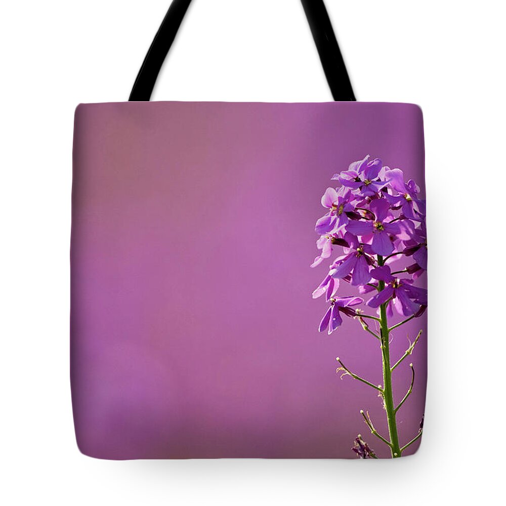 Purple Tote Bag featuring the photograph Germany, Bavaria, Dames Rocket Flowers by Fotofeeling