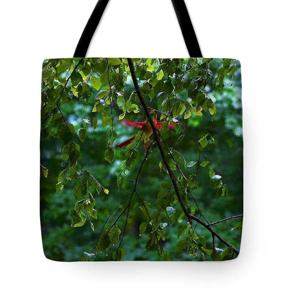 Bird Tote Bag featuring the photograph Ghost Angel Cardinal by Alida M Haslett