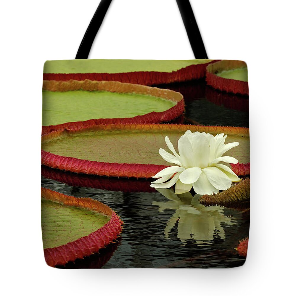 Outdoors Tote Bag featuring the photograph Giant Lily Pads And Waterlily In Bloom by Adam Jones