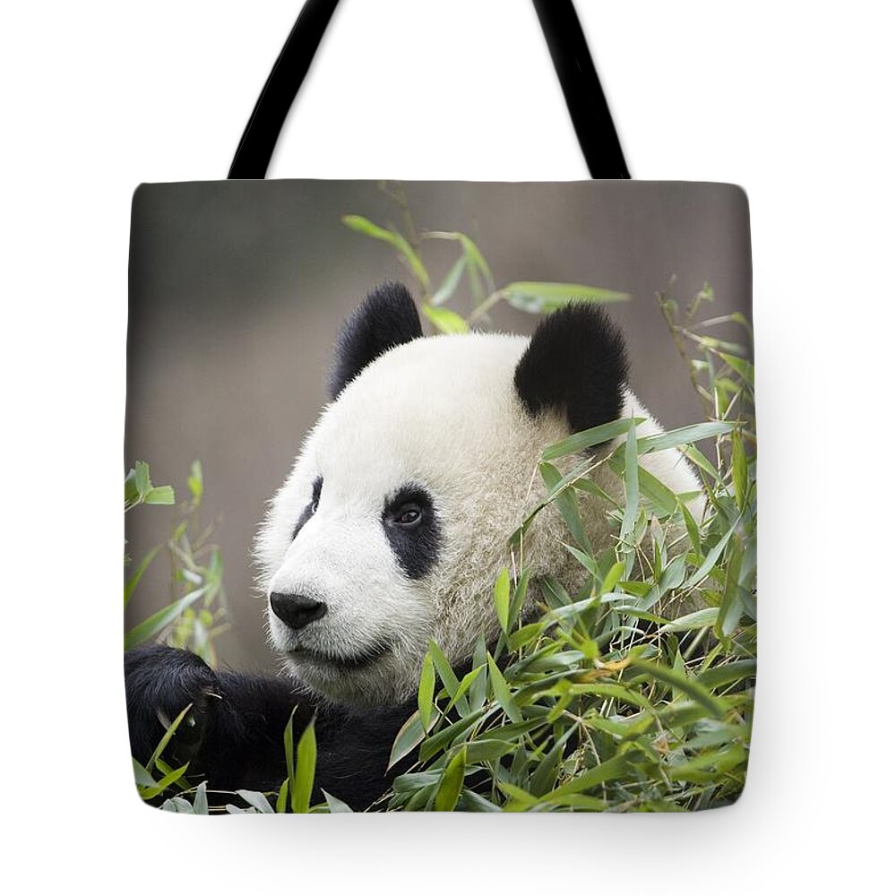 Panda Tote Bag featuring the photograph Giant Panda, Ailuropoda Melanoleuca by Mike Powles