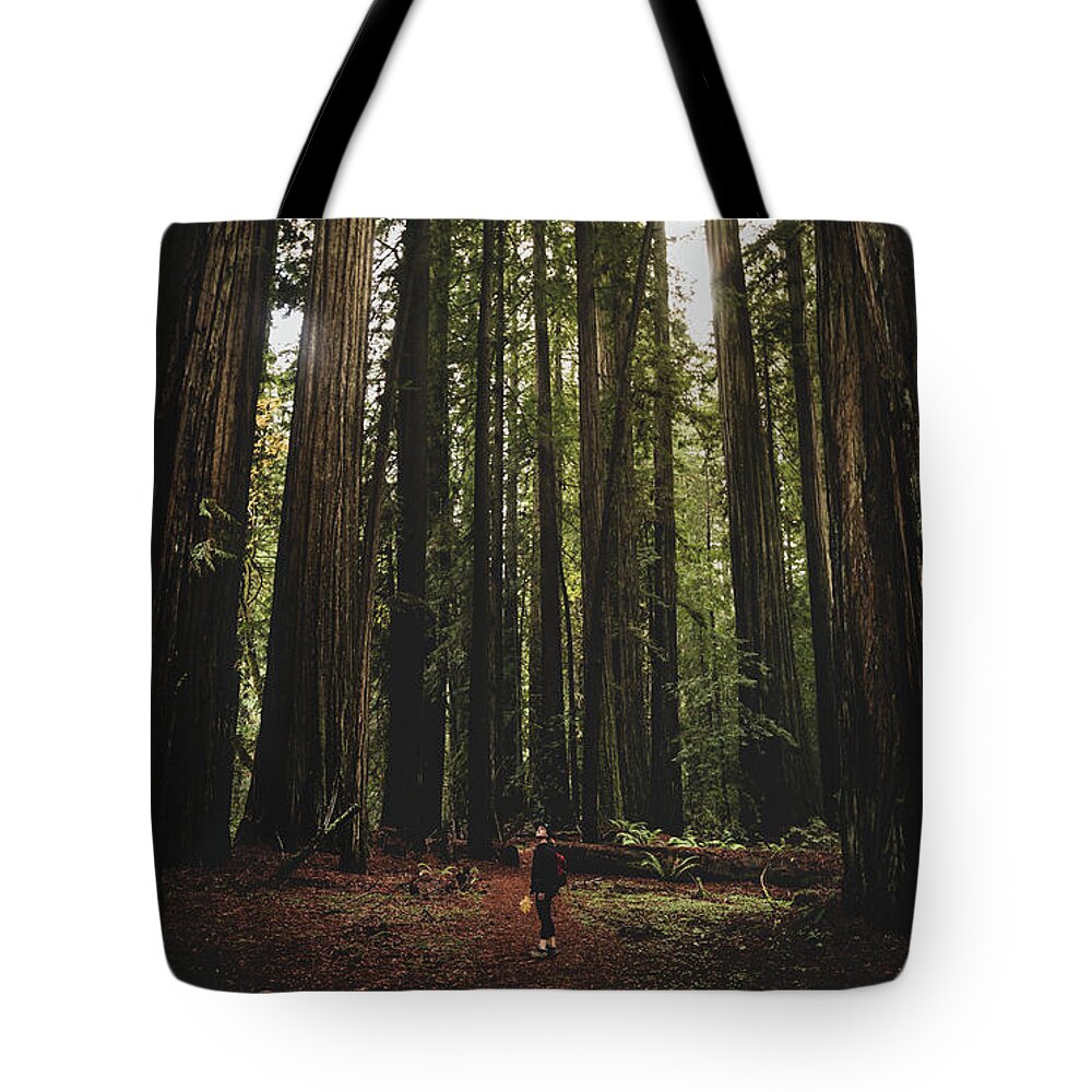 Inspiration Tote Bag featuring the photograph Giant Redwood Forest, Northern California, America - November 30 by Ryan Kelehar