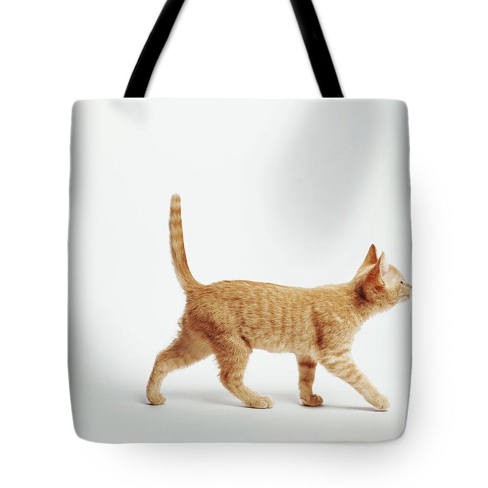 Pets Tote Bag featuring the photograph Ginger Kitten Walking With Tail Up by Gk Hart/vikki Hart