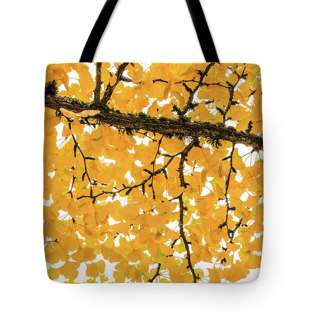 Japanese Garden Tote Bag featuring the photograph Ginkgo Elbowa by Briand Sanderson