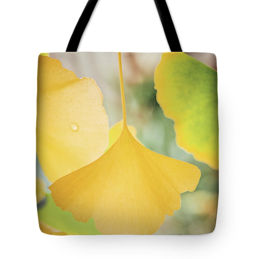 Ginkgo Tote Bag featuring the photograph Ginkgo Symbol by Philippe Sainte-Laudy