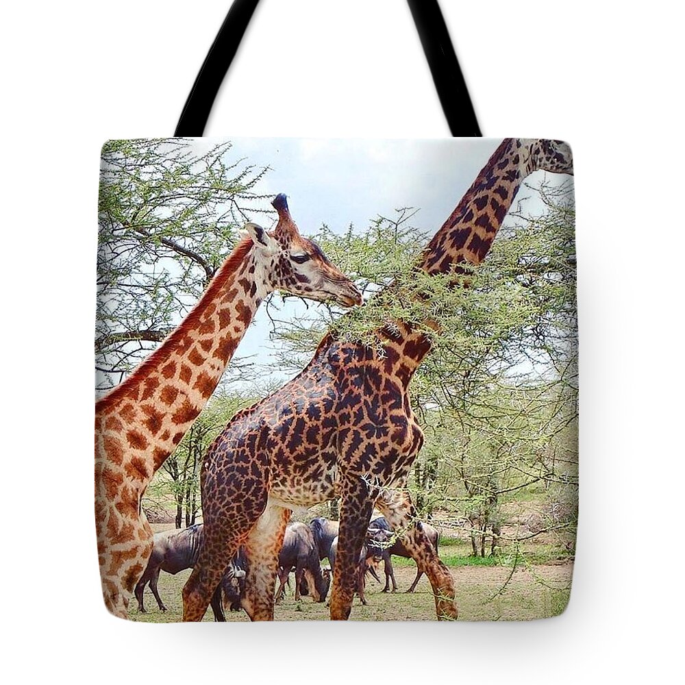 Tanzania Tote Bag featuring the photograph Giraffes in Serengeti by Masako Takagi