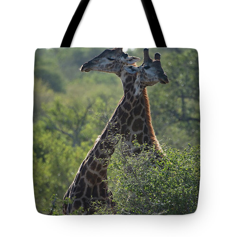 Giraffes Tote Bag featuring the photograph Giraffes Together by Mark Hunter
