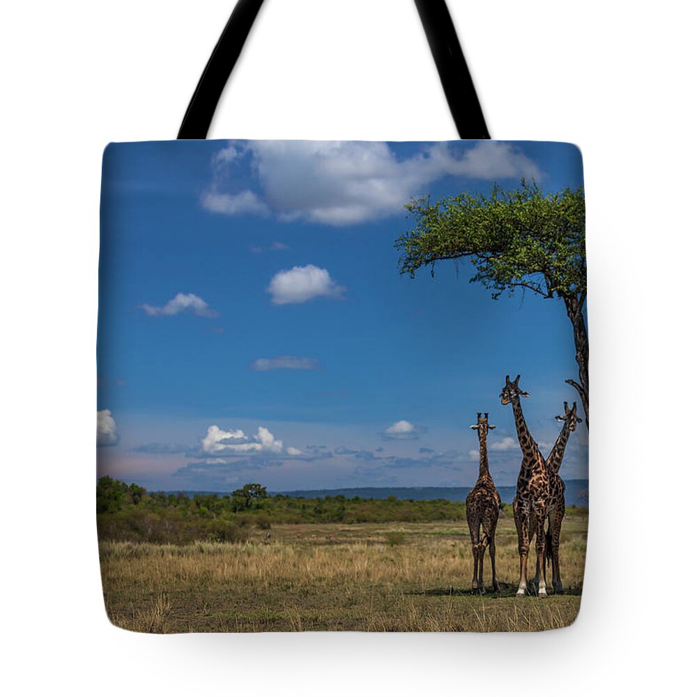 Kenya Tote Bag featuring the photograph Giraffes Under Shade Of An Acacia Tree by Manoj Shah