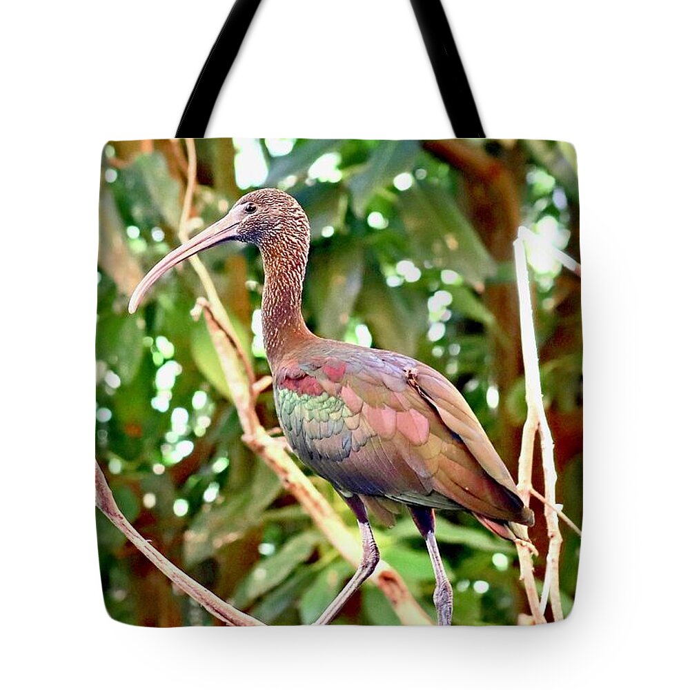 Glossy Tote Bag featuring the photograph Glossy Black Ibis by Sarah Lilja