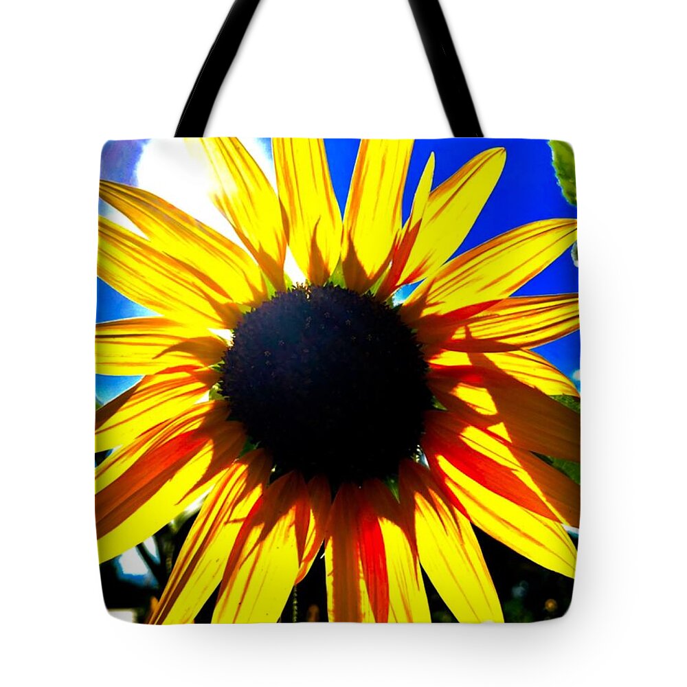 Sunflower Tote Bag featuring the photograph Glowing Sunflower by Jim DeLillo
