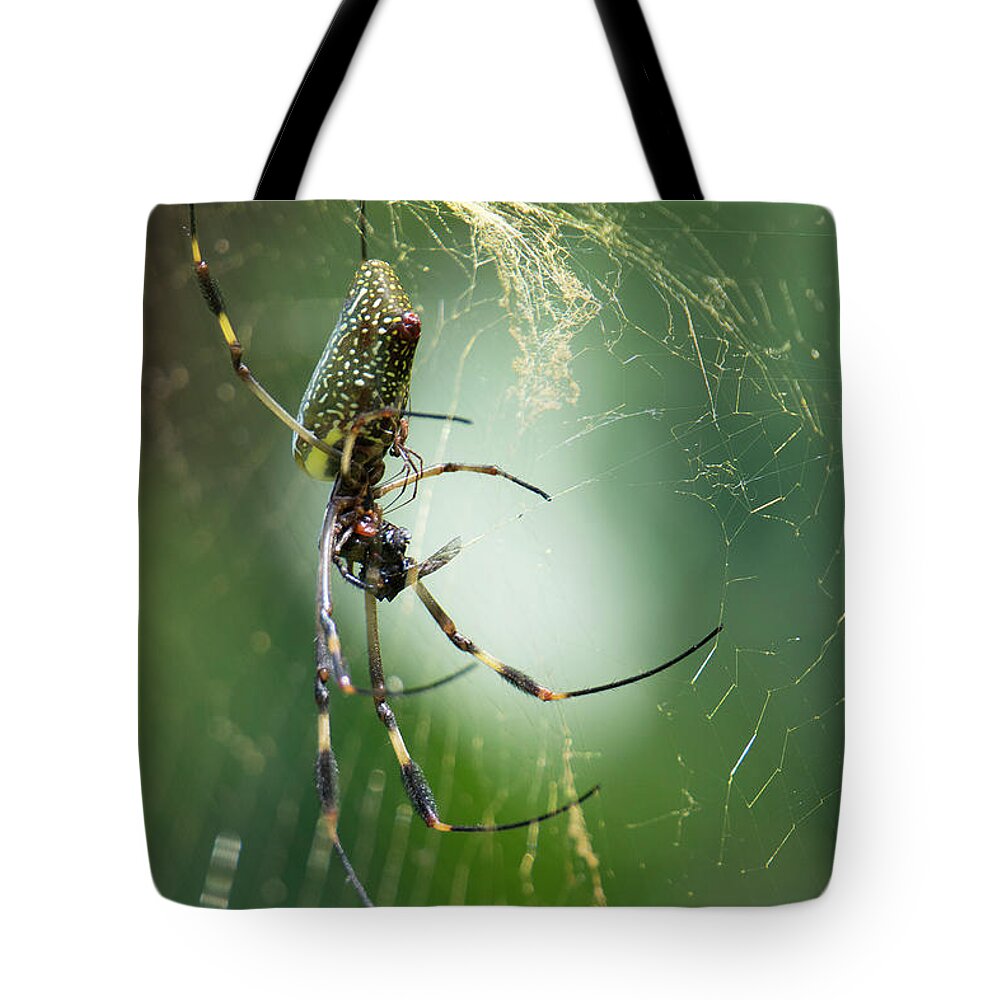 Spider Tote Bag featuring the photograph Golden Orbs by Patrick Nowotny