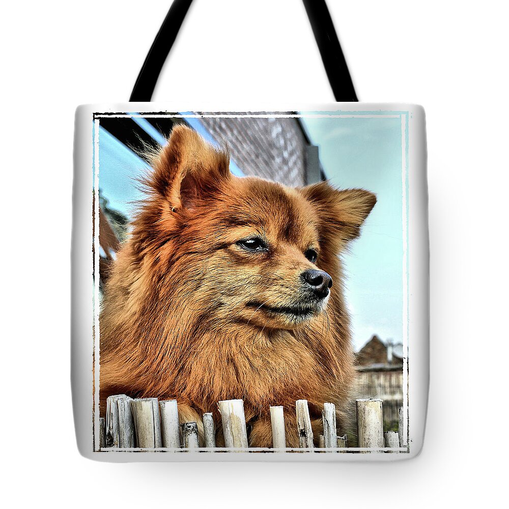 Toy Dog Tote Bag featuring the photograph Golden Pomeranian dog by Heidi De Leeuw