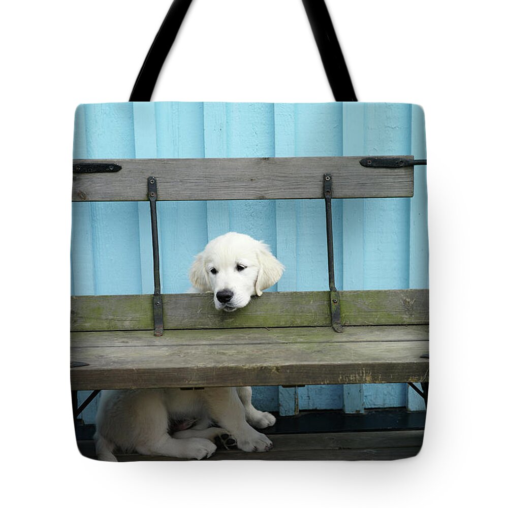 Pets Tote Bag featuring the photograph Golden Retrieven Puppy by Mikael Törnwall
