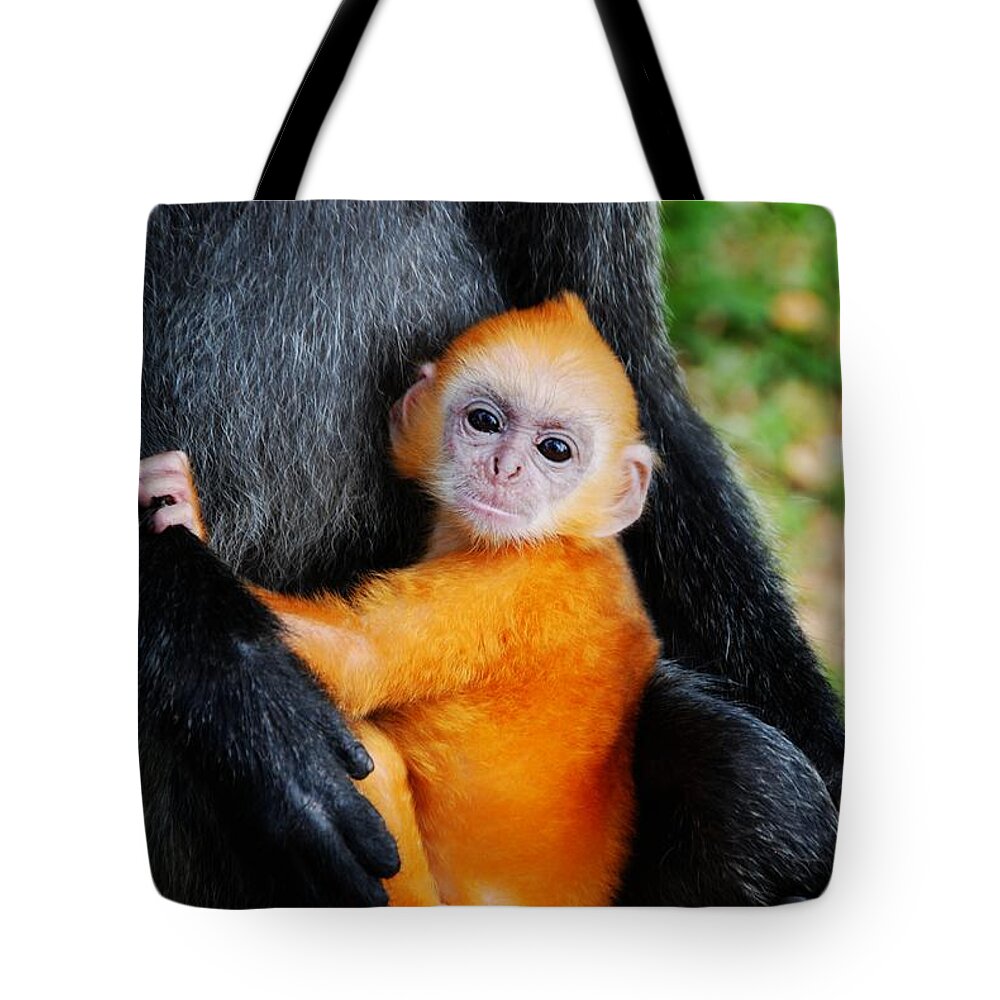 Animal Themes Tote Bag featuring the photograph Golden Silvery Lutung Baby by Melindachan
