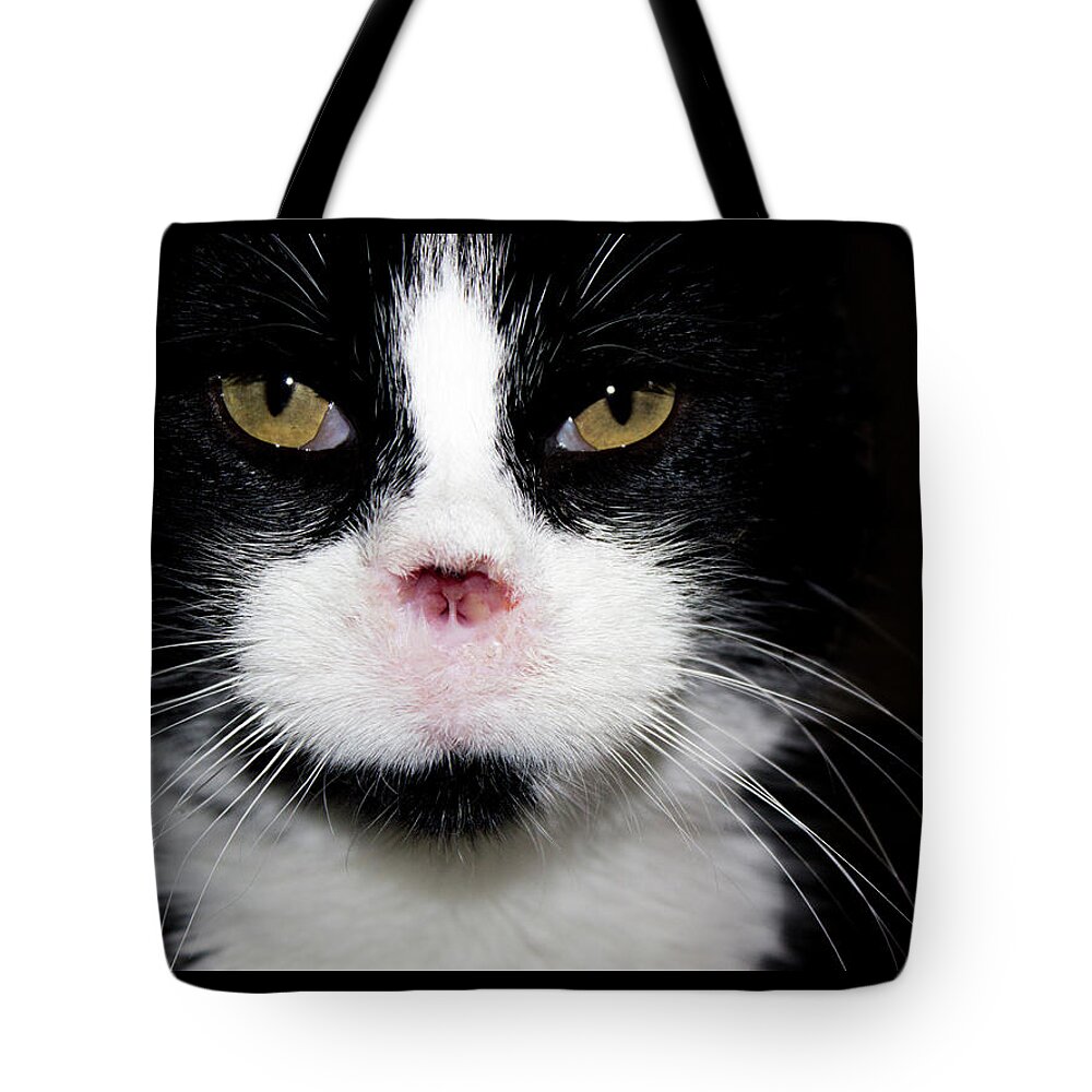 Feral Cat Photo Tote Bag featuring the photograph Gorgeous - Portrait by Sandra Dalton