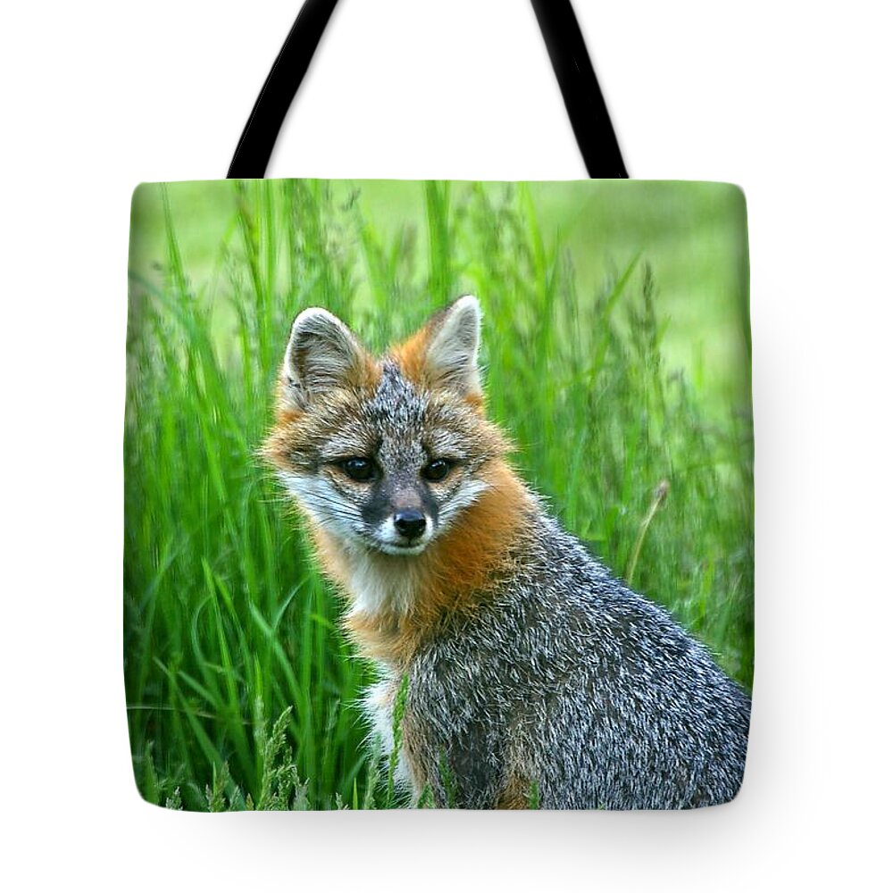 Grass Tote Bag featuring the photograph Gray Fox by Spiraling Road Photography