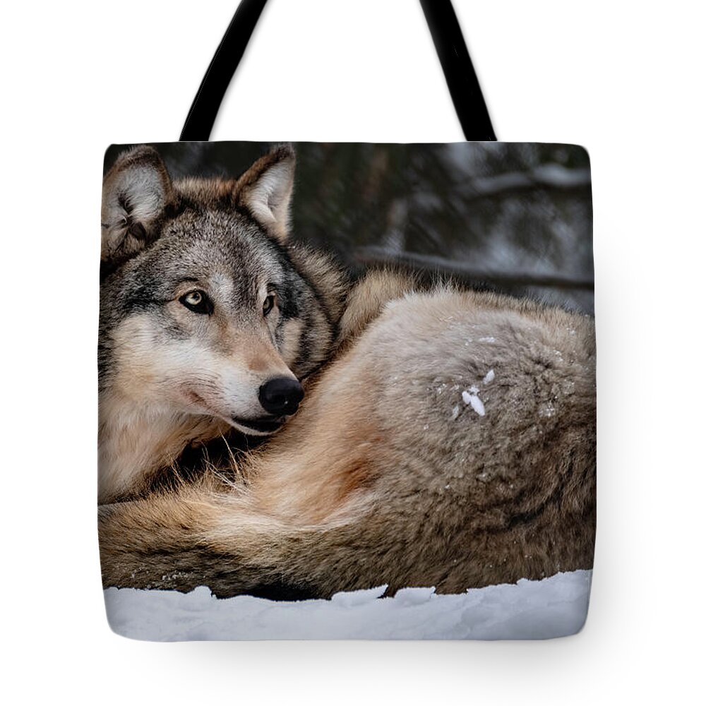 Gray Tote Bag featuring the photograph Gray Wolf by Bill Frische
