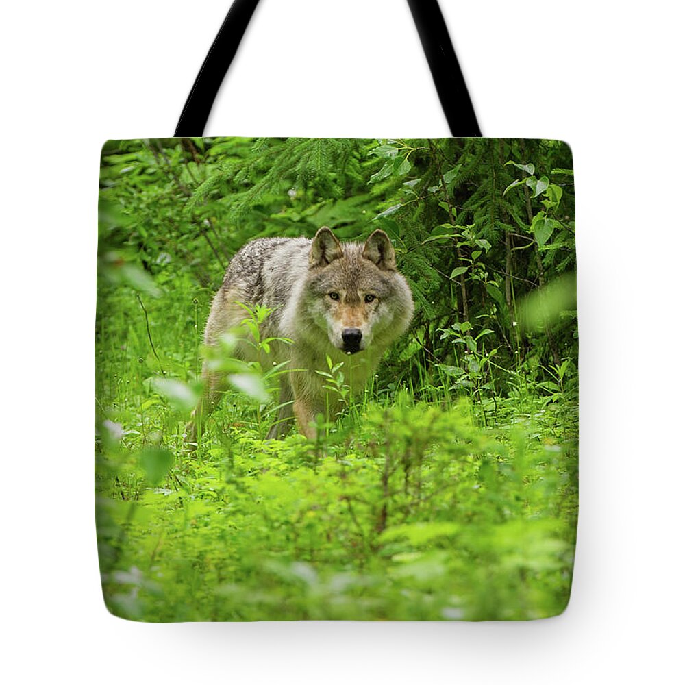 Hiding Tote Bag featuring the photograph Gray Wolf, Golden, British Columbia by Cultura Rf/geoff Oddie
