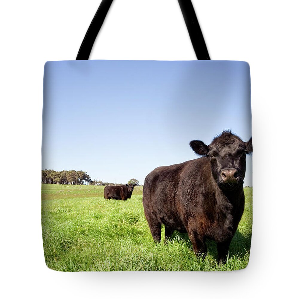 Ranch Tote Bag featuring the photograph Grazing Farm Animals by Tap10