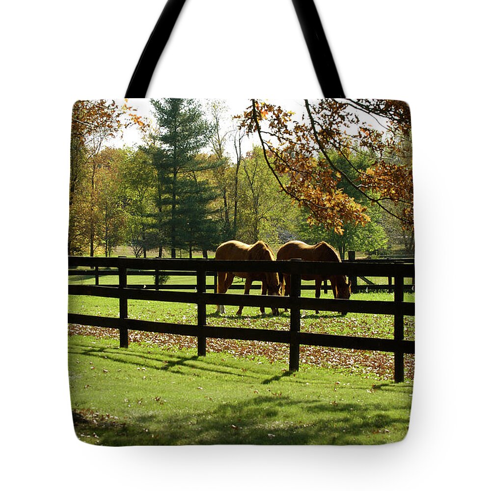 Horse Tote Bag featuring the photograph Grazing In Autumn by Cgbaldauf