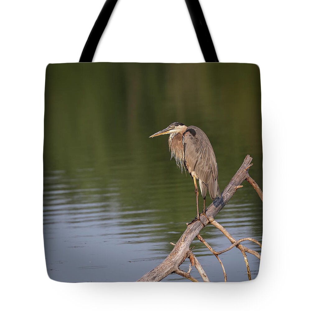 Great Blue Heron Tote Bag featuring the photograph Great Blue Heron 2019-15 by Thomas Young