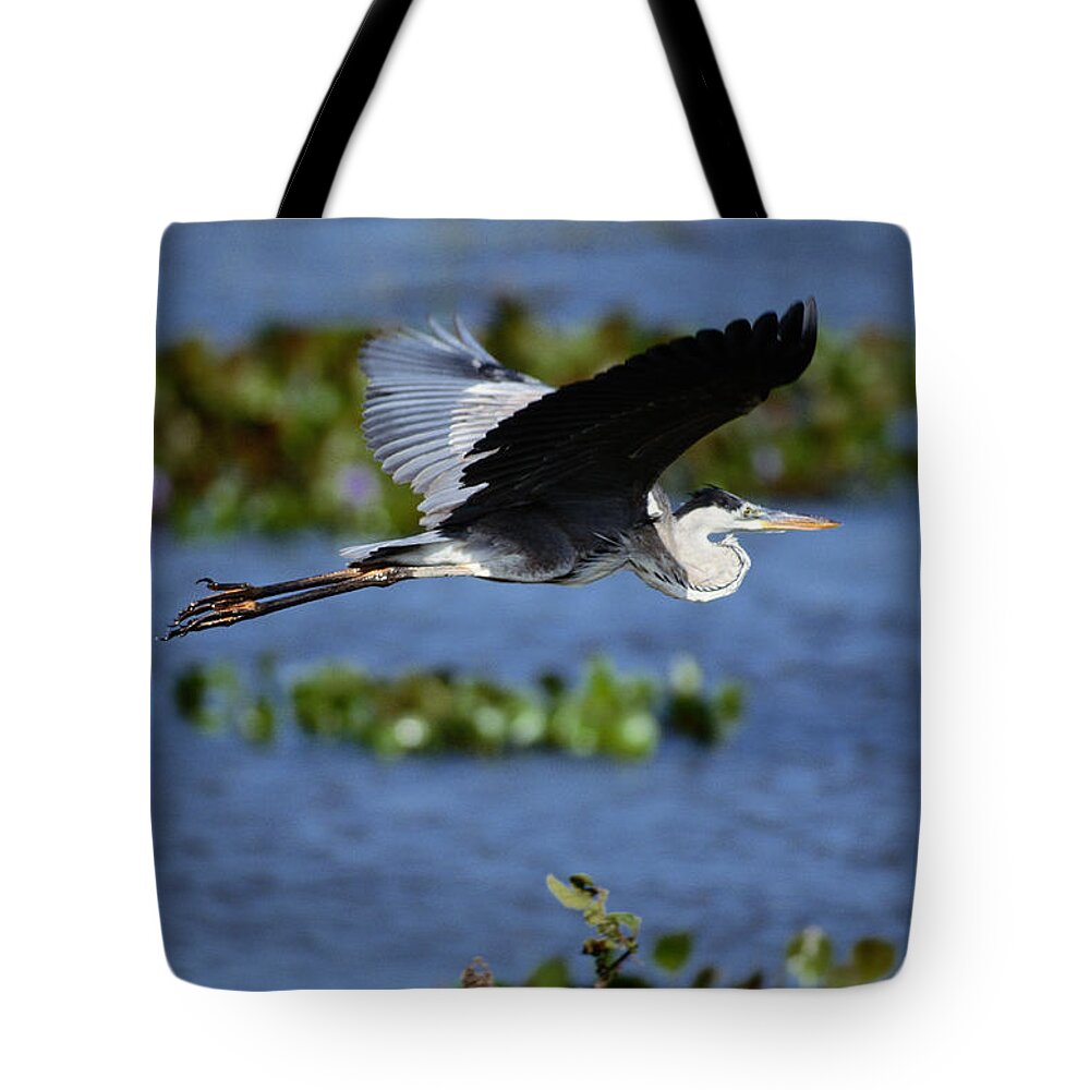 Animal Themes Tote Bag featuring the photograph Great Blue Heron Ardea Herodias In by Art Wolfe