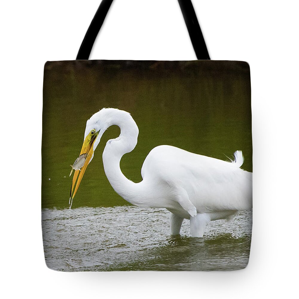 Egret Tote Bag featuring the photograph Great Egret Fishing by Jennifer Ancker