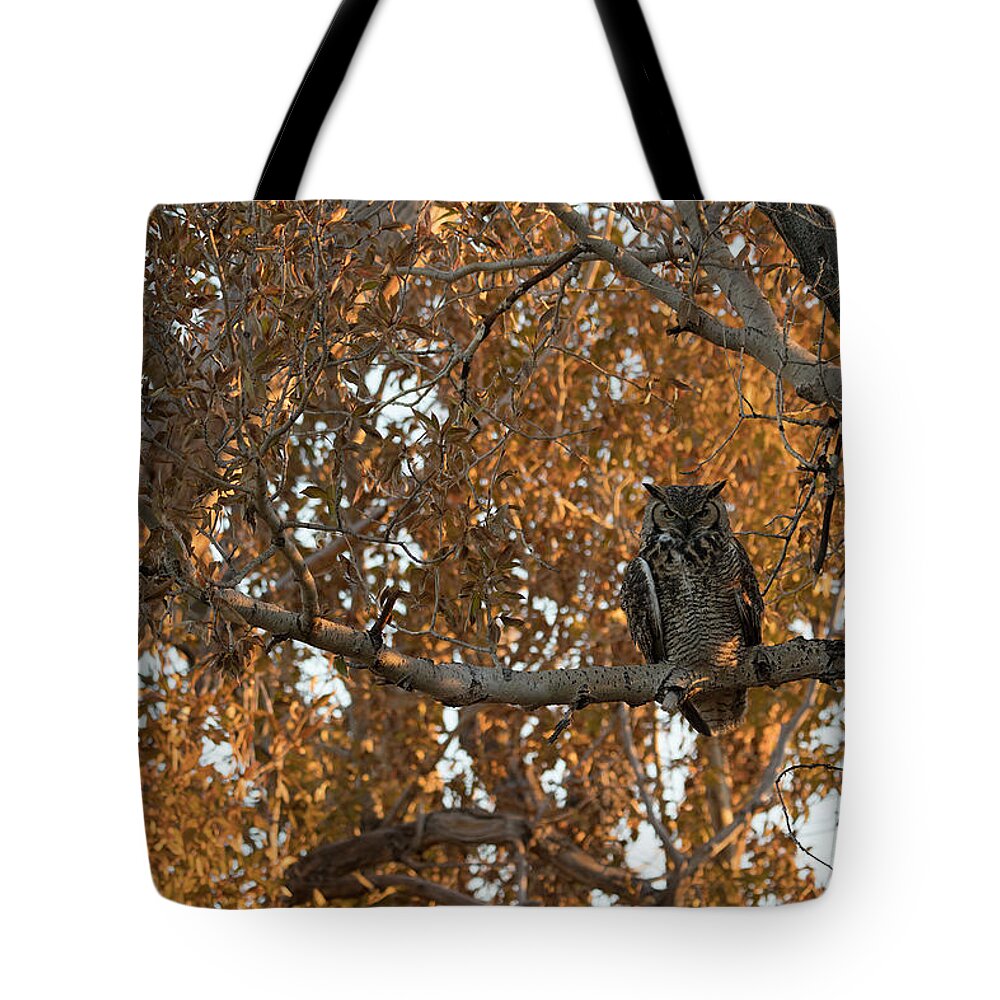 Wyoming Tote Bag featuring the photograph Great Horned Owl in Autumn Sunrise by Patrick Nowotny
