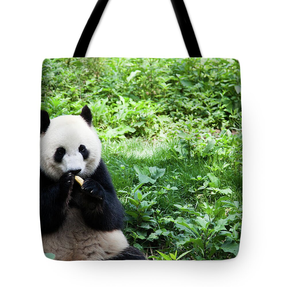 Chinese Culture Tote Bag featuring the photograph Great Panda Eating Banana - Chengdu by Fototrav