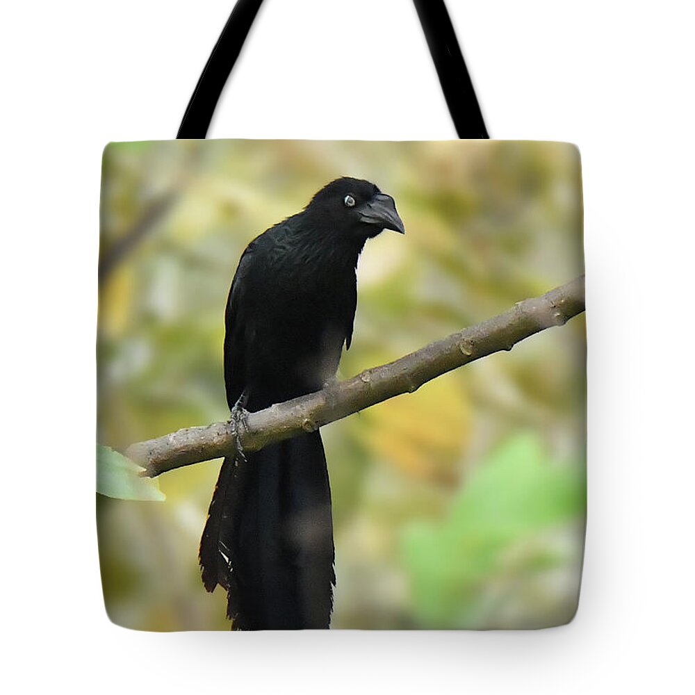 Tropical Birds Tote Bag featuring the photograph Greater Ani by Alan Lenk