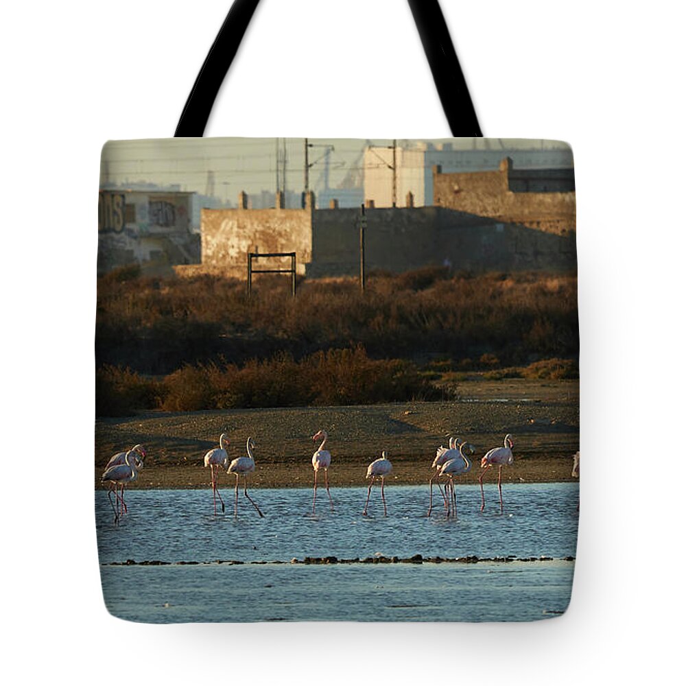 Flamingo Tote Bag featuring the photograph Greater Flamingo at Arillo River by Pablo Avanzini