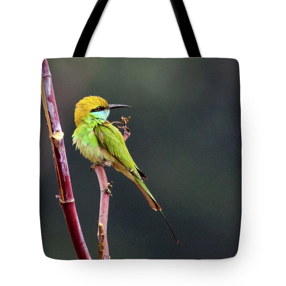 Animal Themes Tote Bag featuring the photograph Green Bee-eater by Sushil Kumar Katre