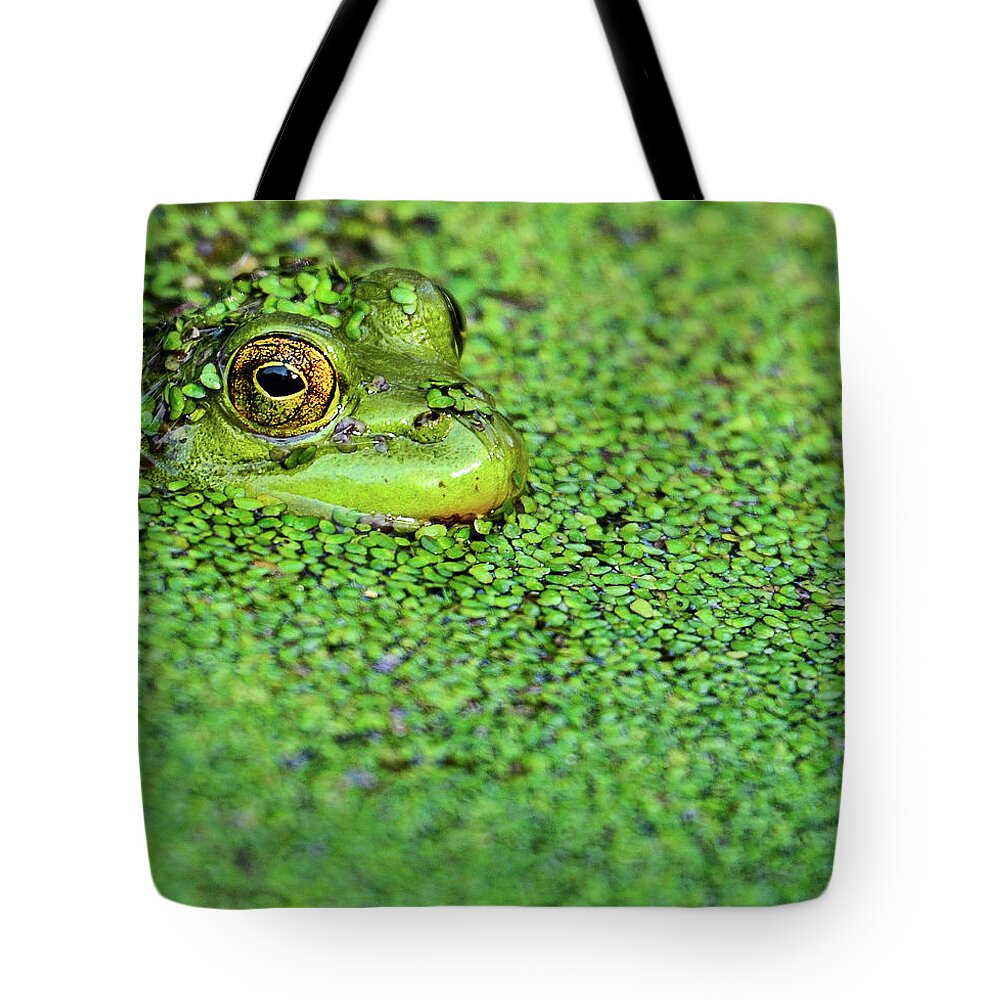 Animal Themes Tote Bag featuring the photograph Green Bullfrog In Pond by Patti White Photography