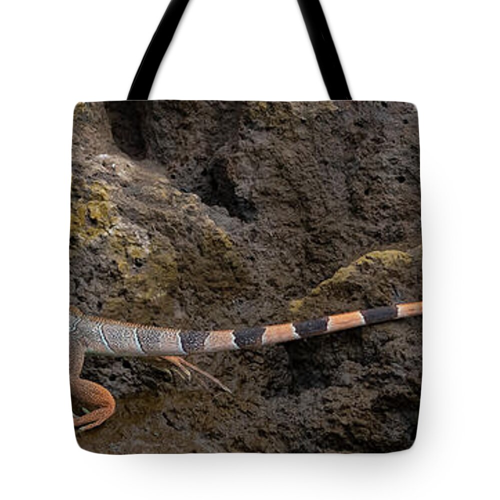 Iguana Tote Bag featuring the photograph Green Iguana by Patrick Nowotny