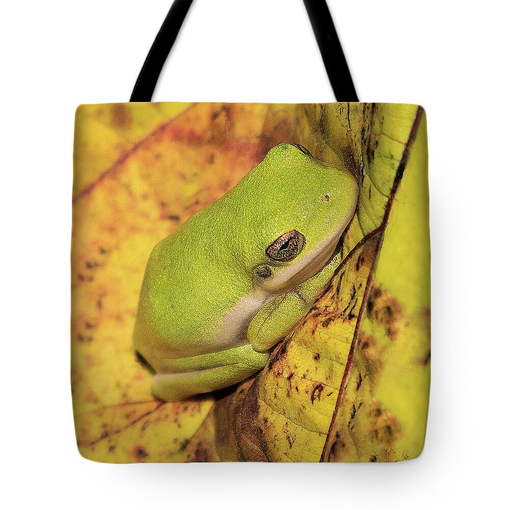 Frog Tote Bag featuring the photograph Green on Yellow by Art Cole