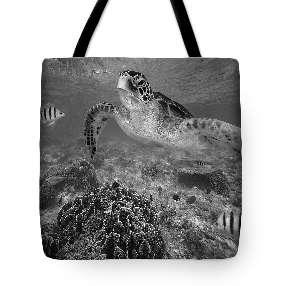 Disk1215 Tote Bag featuring the photograph Green Sea Turtle And Reef Fish by Tim Fitzharris