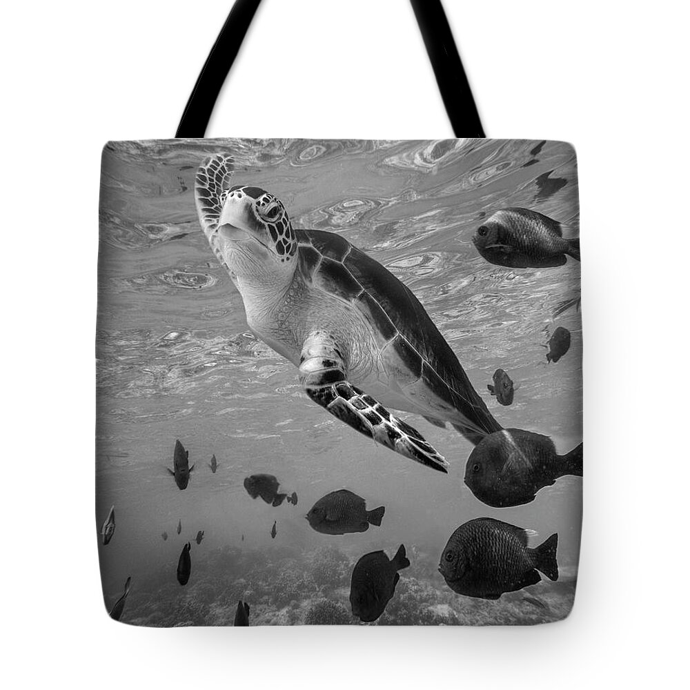 Disk1215 Tote Bag featuring the photograph Green Sea Turtle Surfacing by Tim Fitzharris
