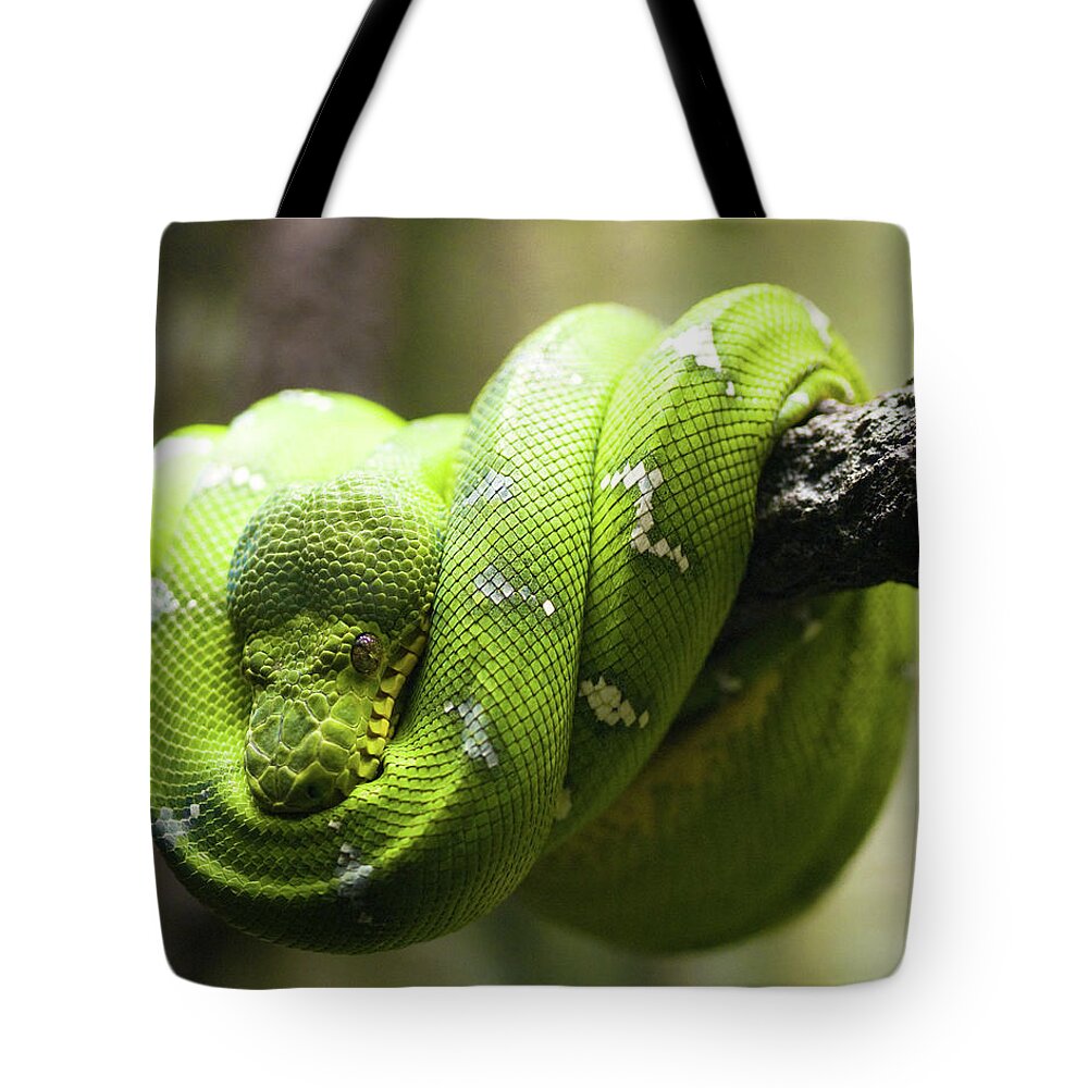 Green Tree Python Tote Bag by Andy Wanderlust 