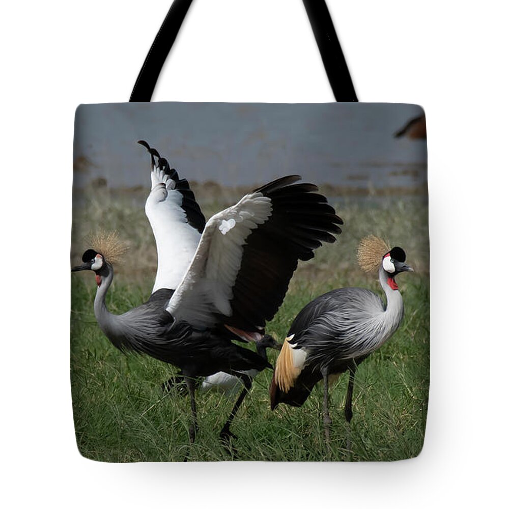 Africa Tote Bag featuring the photograph Grey Crowned Cranes Courtship by Patrick Nowotny