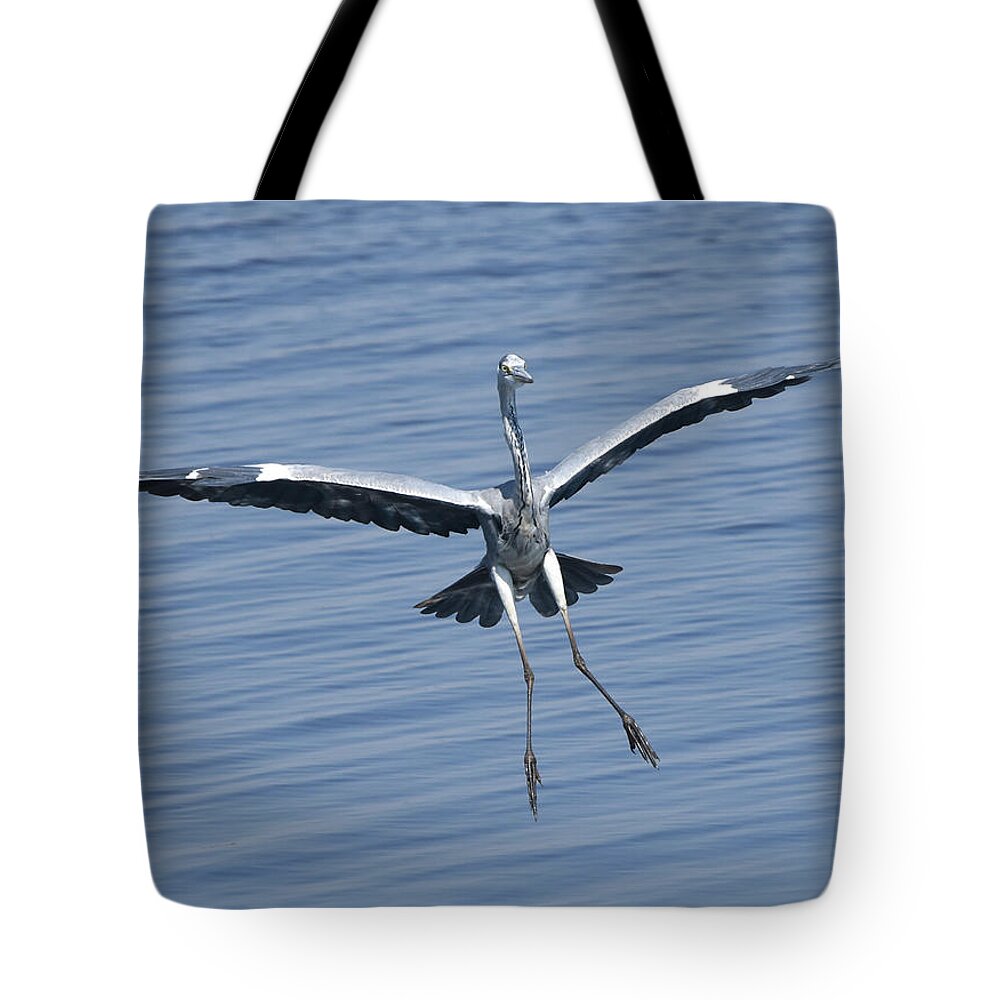 Heron Tote Bag featuring the photograph Grey Heron in for a Landing by Ben Foster